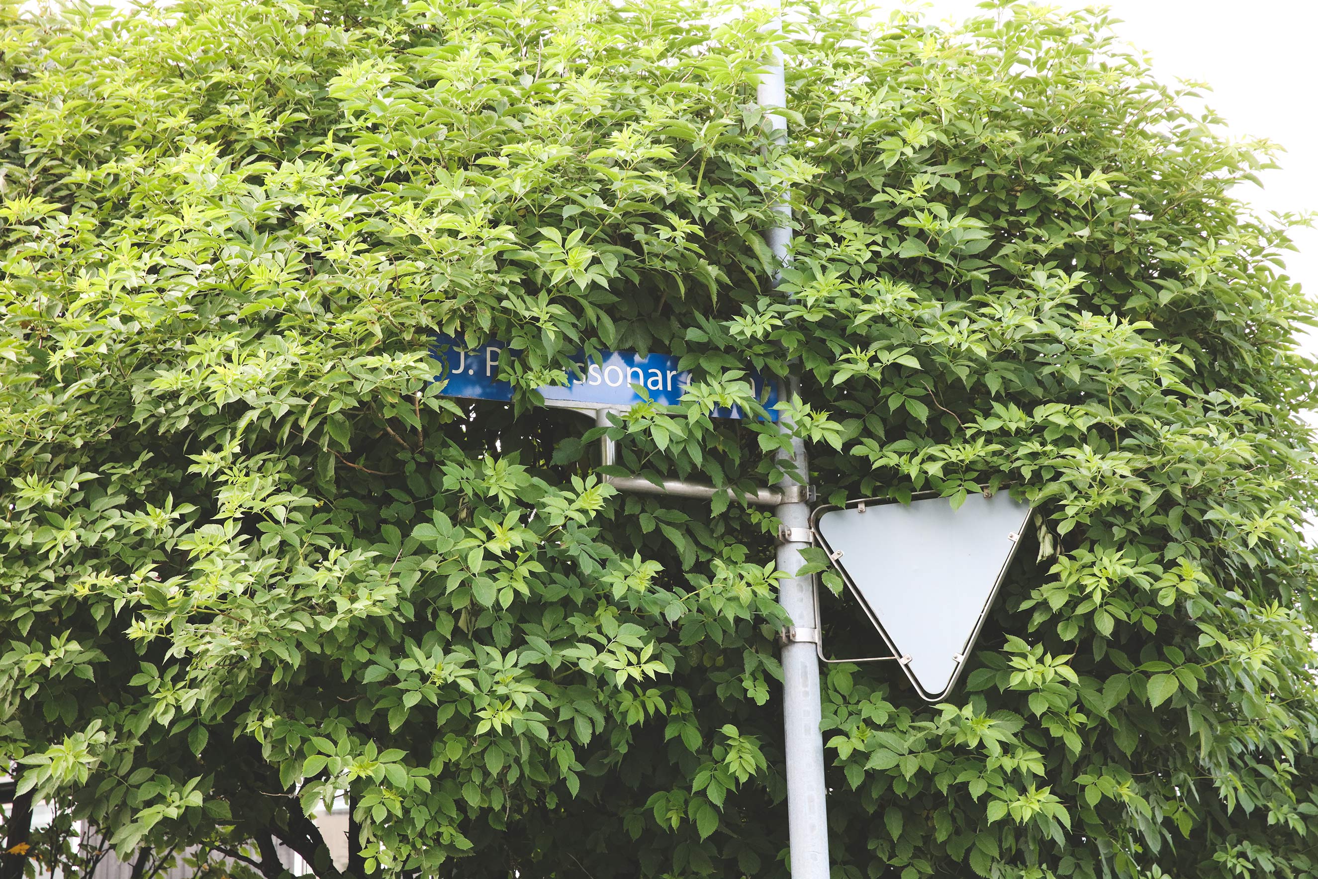 Hevur tú minst til at klippa runnar og trø?