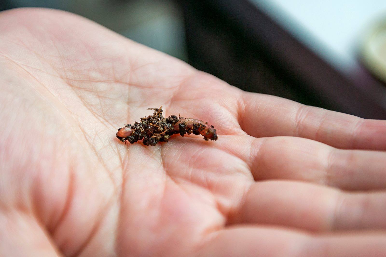 Reyðmaðkurin trívist í vistfrøðiligari jørð 