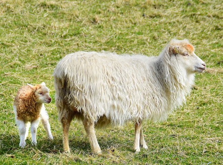Ær Við Lambi