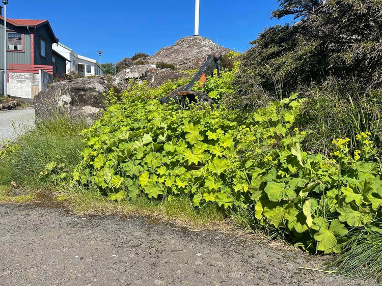 Garðaskøra 2021_web_RD